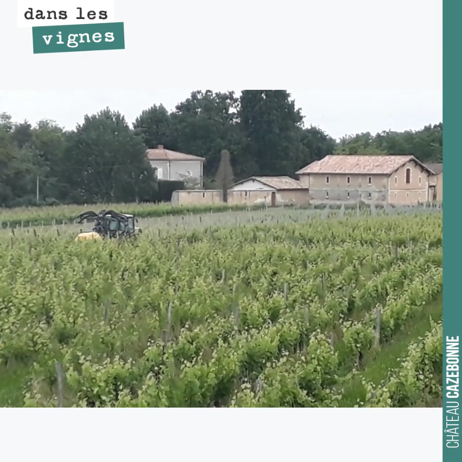 On a traité hier matin nos parcelles de merlot, de franc et de malbec, pour enrayer la sporulation du mildiou à ce stade de la fleur si fragile.
On a mis 350g de cuivre par hectare avec les 3 cuiv...