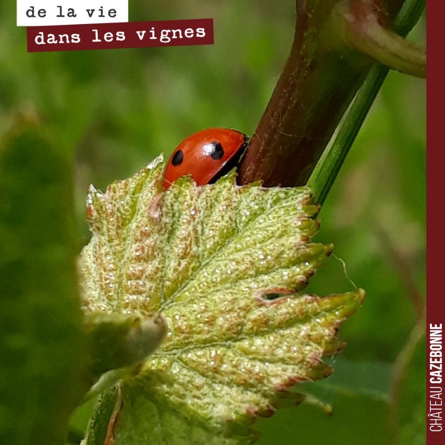 Mais où est ce qu’elle va bien pouvoir se cacher, cette jolie coccinelle ?