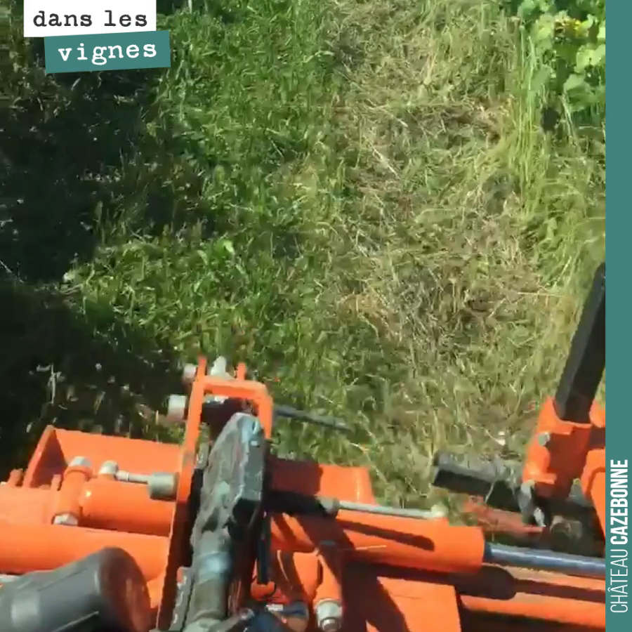 Sur cette parcelle, on est très en retard. On n’a pas encore levé les fils et le passage pour désherber sous le rang n’est pas facilité.
Donc on va lever et après il faudra repasser une fois, deu...