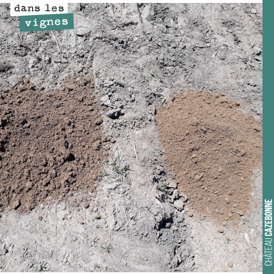 Îlot de Darche.
À gauche les vignes sur lesquelles nous travaillons depuis 2017.
À droite une parcelle attenante reprise l’année dernière (20m d’écart entre les deux prélèvements).
Cela fait pla...
