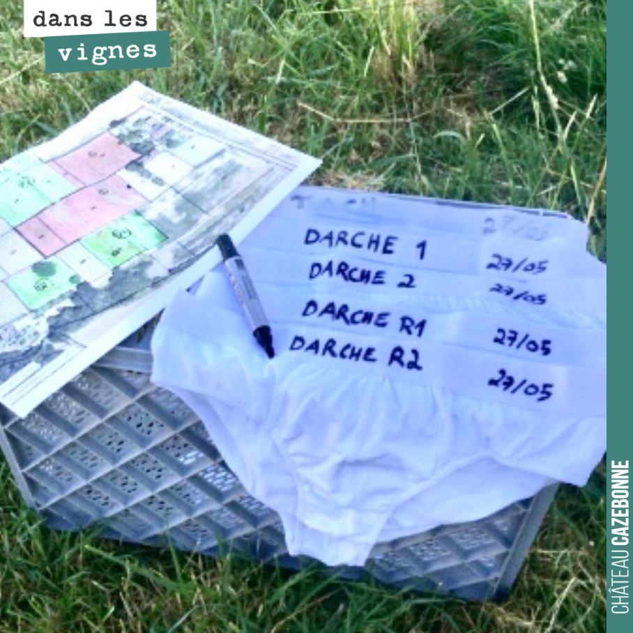Dans le cadre de son mémoire sur la vie des sols, Valentin réalise le test du slip. Enterrer des slips en coton, dans des parcelles conventionnelles, en conversion depuis un an, et en conversion ac...