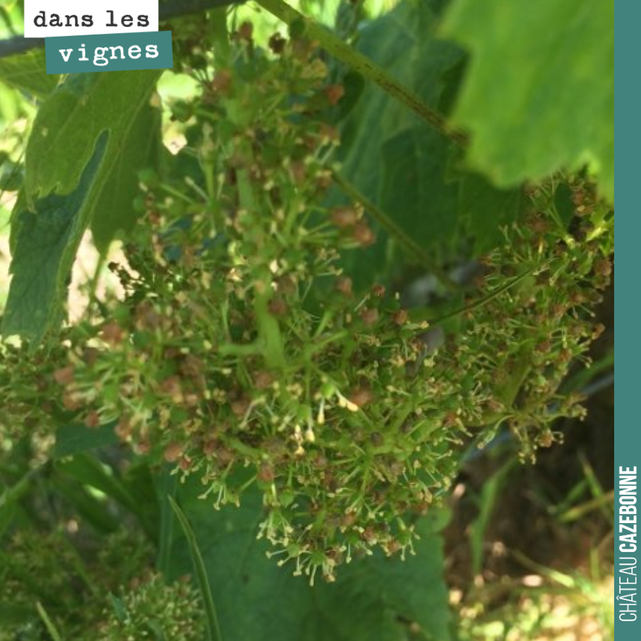 La floraison continue dans les meilleures conditions d’ensoleillement. Ici sur les merlots.
Des pluies sont annoncées pour mercredi à vendredi. Il faudra être vigilant, car on n’aura pas terminé l...