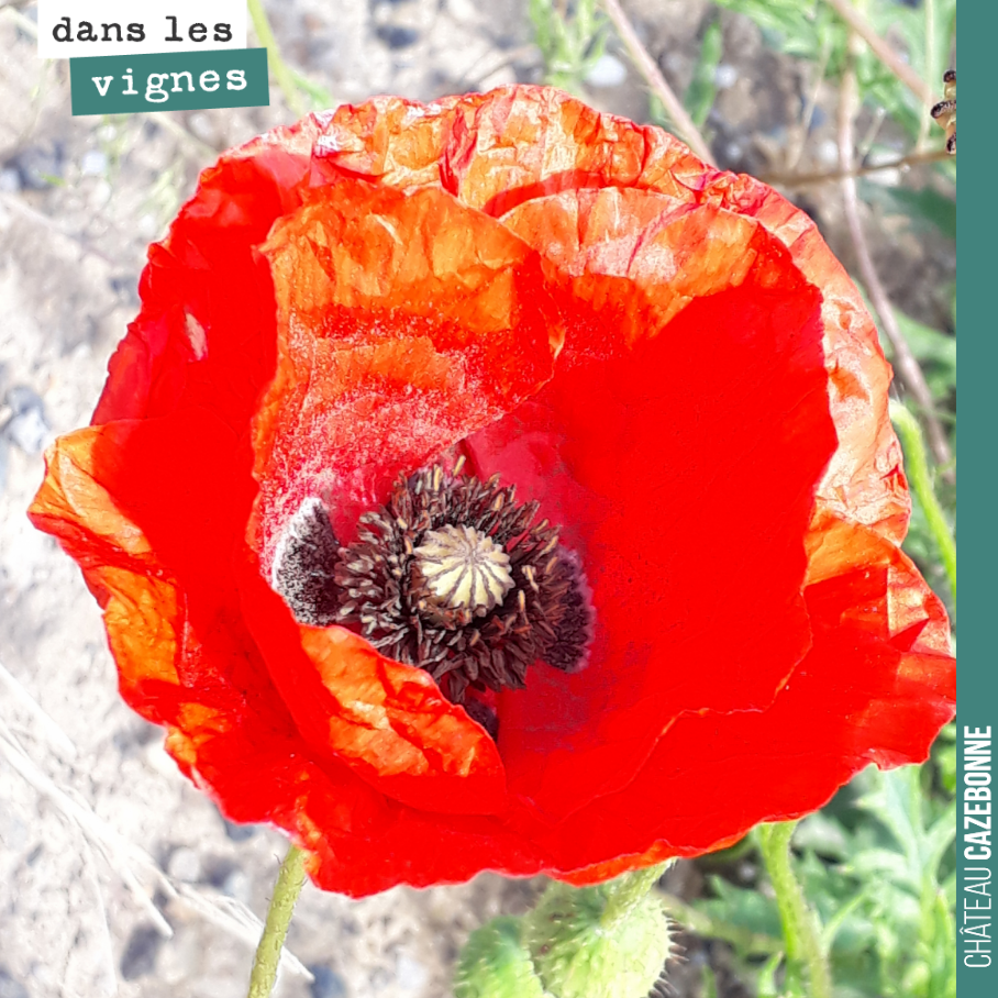 Ce coquelicot va lâcher au vent quelques milliers de petites graines.
Bonne journée !