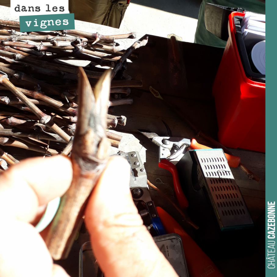 Apprentissage de la greffe.
Greffer sur un porte-greffe, directement dans les vignes, quand le diamètre de celui-ci est le même que celui du greffon.