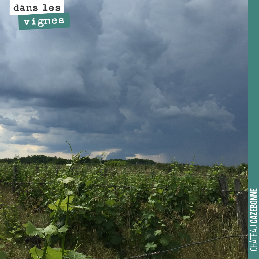 L’orage n’est pas loin. On espère qu’il ne sera pas chargé de grêle.
Il faudra que l’on traite demain, avant les pluies annoncées pour la fin de semaine. Cela sera indispensable surtout si l’orage...