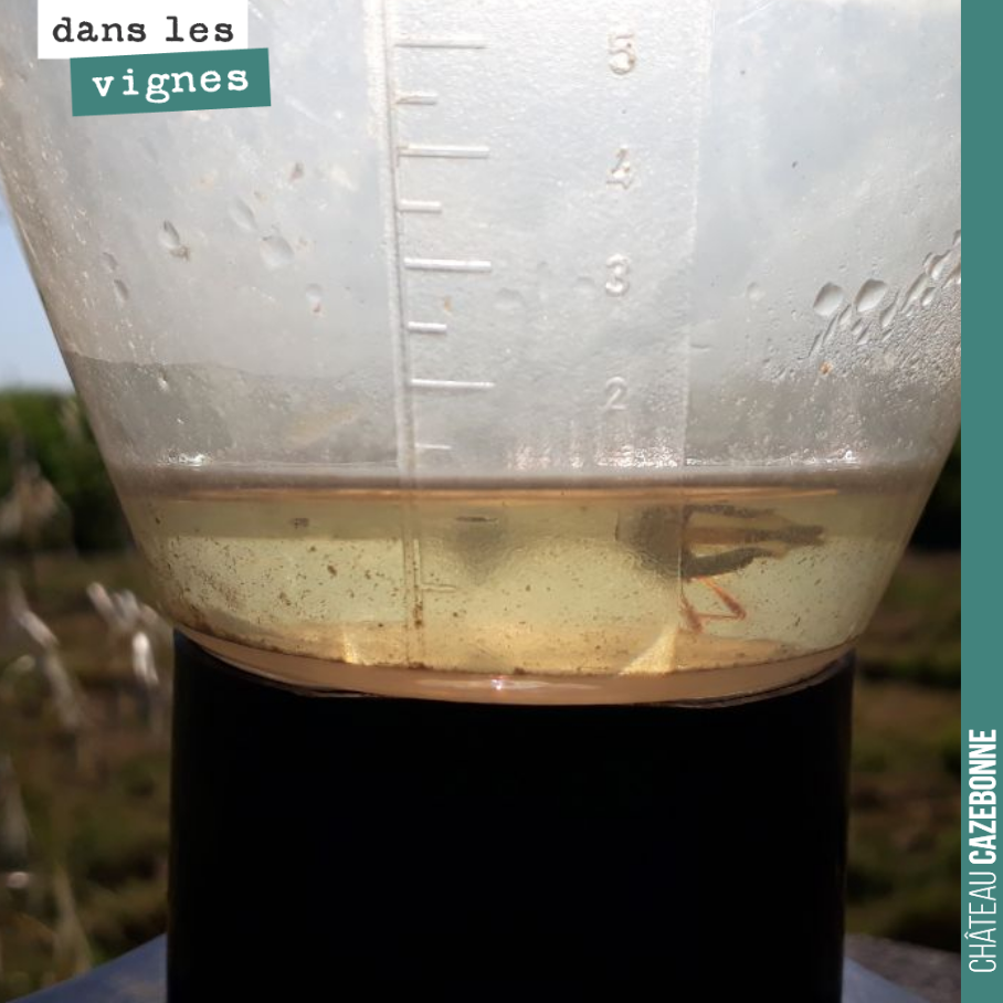 On craignait l’orage. Il est passé à côté de chez nous. Seulement 1,5mm de pluie.
Pensée pour ceux qui ont encore grêlé en Gironde ou dans le Rhône.
Le millésime va être long, nous aurons d’autre...