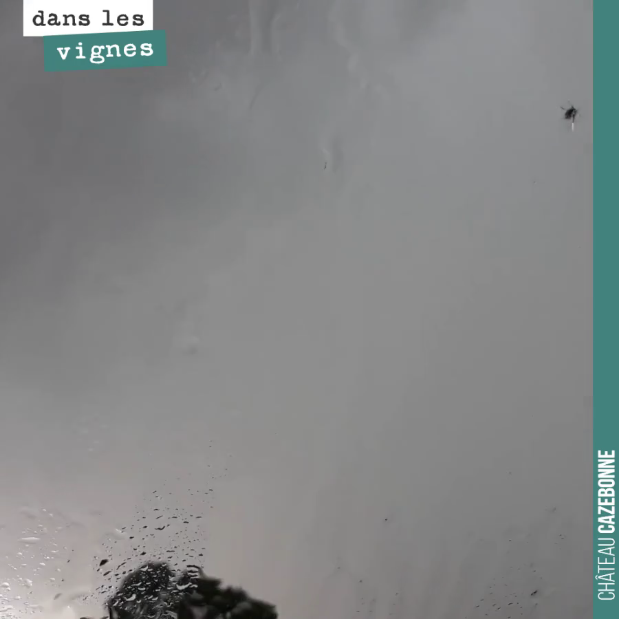 Tout le travail d’une année peut être mis à mal par un orage de grêle. C’est ce que l’on craignait le plus cette année.
Des grêlons d’un demi centimètre sont tombés sur nos parcelles de Darche, Bo...