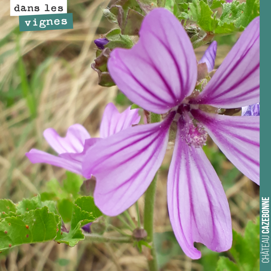 Une mauve qui a survécu aux grêlons de jeudi. Petite note de poésie dans les vignes.