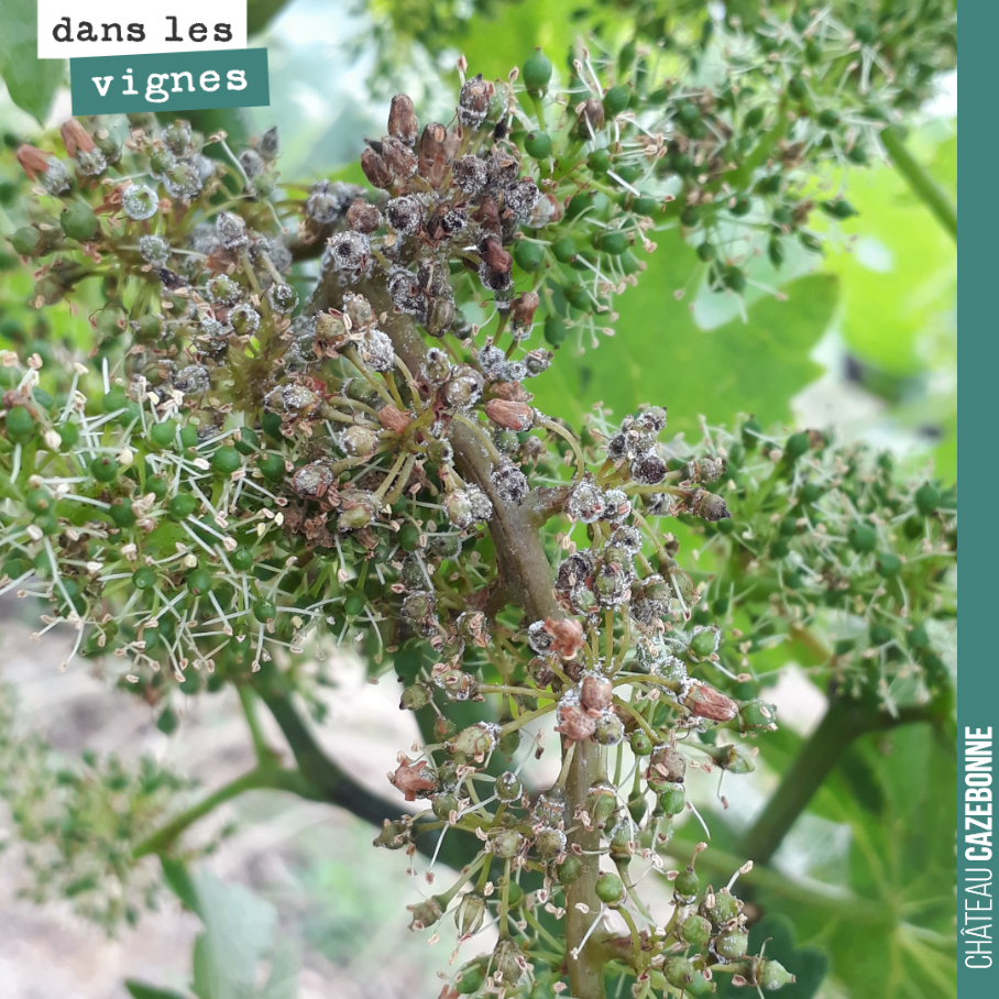 Une année à mildiou.
Il arrive sur grappes. Jusqu’à maintenant, on n’en avait vu que sur des grappes de merlot sur les parcelles les plus sensibles.
On vient d’en voir sur cabernet-sauvignon.
P...