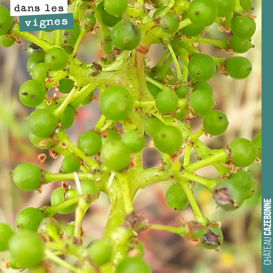 C’est l’étape de la nouaison. Les fleurs ont laissé la place à des grains de poivre, qui vont donner naissance aux fruits.
Ici juste quelques grains touchés par la grêle.