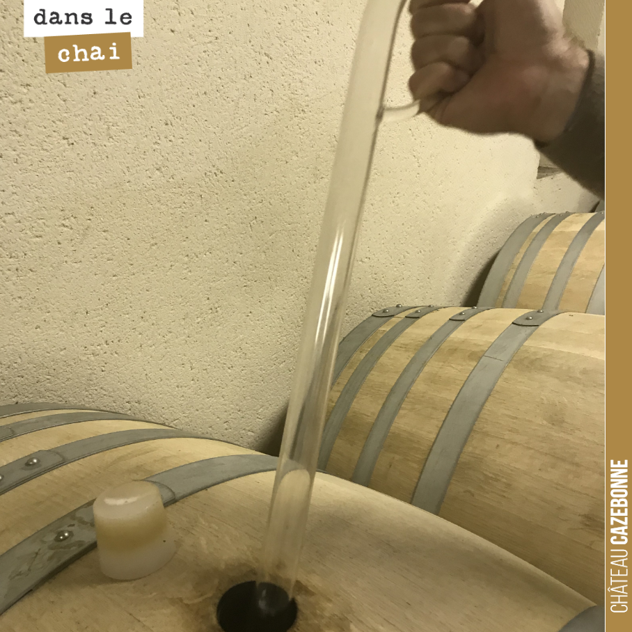 On a redégusté cette semaine l’ensemble des barriques et amphores.
Cela goûte très bien en ce moment.
Les blancs étaient une peu trop marqués par le bois sur certaines barriques. C’est en train d...