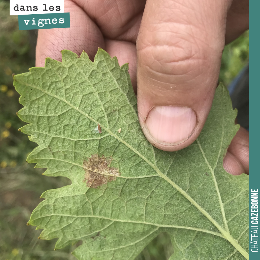 Le mildiou sur feuille peut sécher comme ici mais est toujours bien présent. Vigilance, vigilance avec les pluies annoncées pour cette semaine.
En espérant que le beau temps annoncé ensuite fera b...