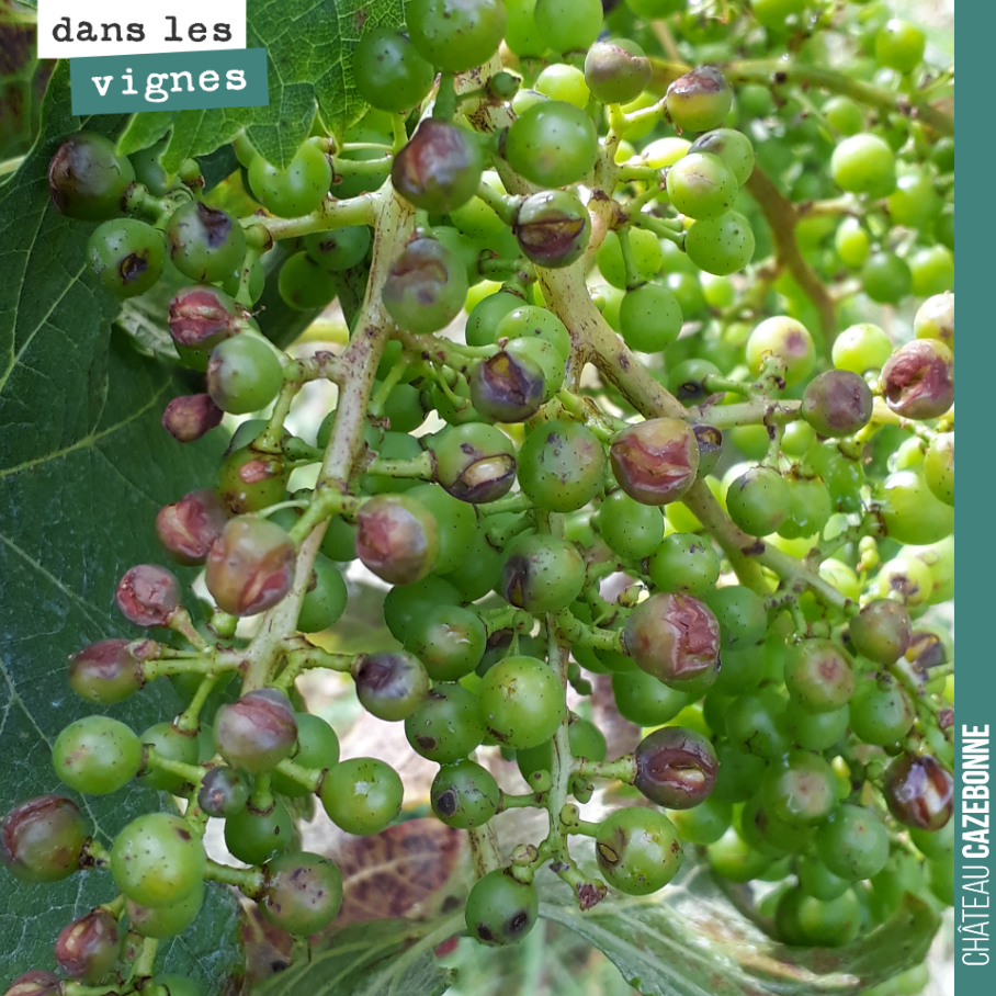 Comme si on avait pas assez grêlé cette année, les vignes de Mounissens (celles de David) à Saint-Pierre d’Aurillac, de l’autre côté de la Garonne, ont été touchées la semaine dernière. Il a fait l...