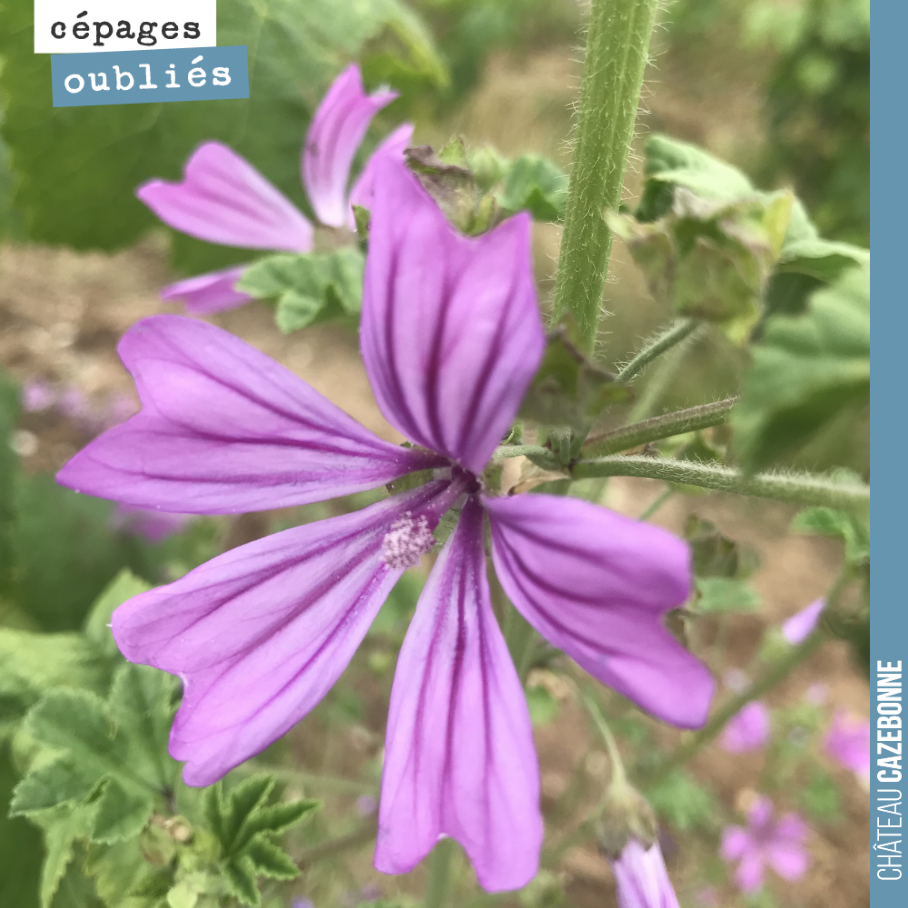 Jolies mauves dans les plantations de cépages oubliés. Bon, il faut reconnaître que c’est parce que l’on a un peu trop laisser pousser l’herbe par ici.