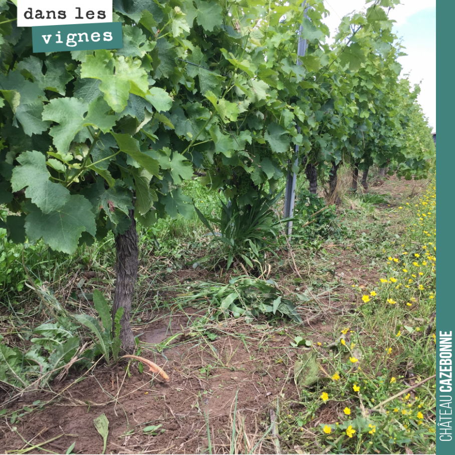 On aime quand un plan se déroule sans accrocs. On vient de passer dans nos rangs de sauvignons de Peyron et après passage, c’est propre comme tout. On utilise notre Petalmatic de Boisselet.
Bon, i...