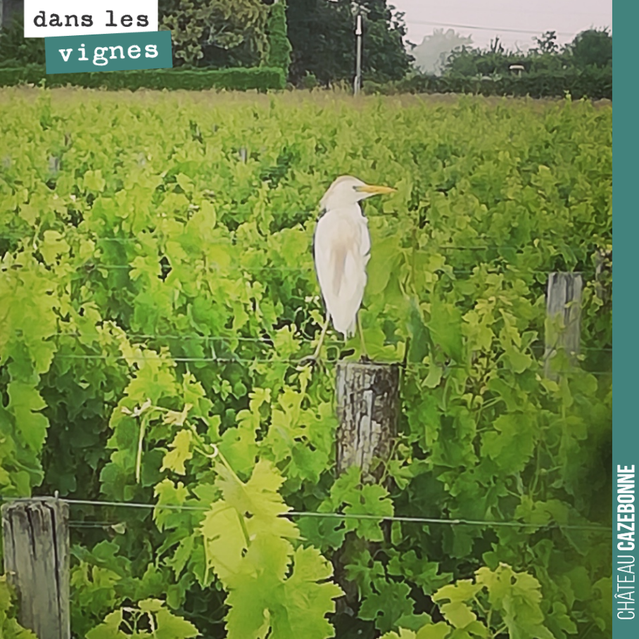 Une aigrette, paisible, attend que notre travail sous le rang lui révèle quelques vers de terre.