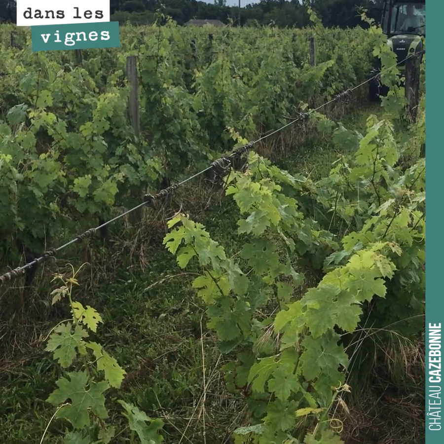 On a démarré depuis vendredi une course contre la montre pour enlever toutes les herbes (abondantes) sous les rangs de vigne.
On a, au final, une fenêtre de tir limitée parce que dès que le solei...