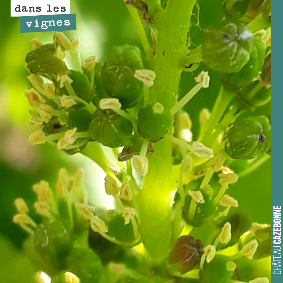 Début de la floraison sur nos merlots les plus précoces. L’année dernière, nous avions vendangé cette parcelle au 17 septembre.
Compte tenu de cette floraison précoce, on devrait vendanger cette p...