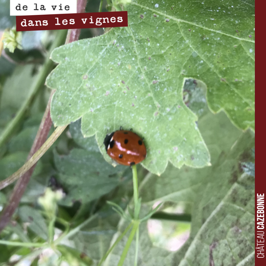 Petite coccinelle du matin.
Bonne journée.