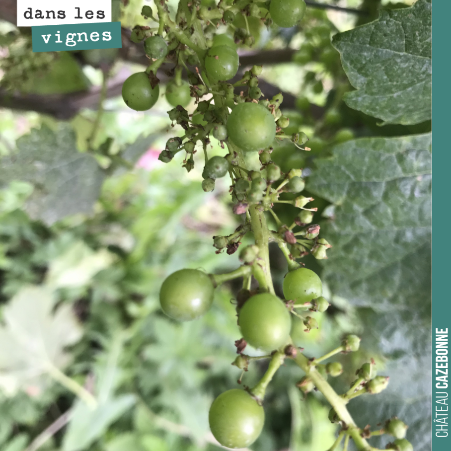 Coulure et millerandage.
Voilà ce qui se passe quand la floraison ne se passe pas bien sur une grappe. Seules les grosses baies arriveront à maturité et la récolte en sera d’autant diminuée.
Heur...