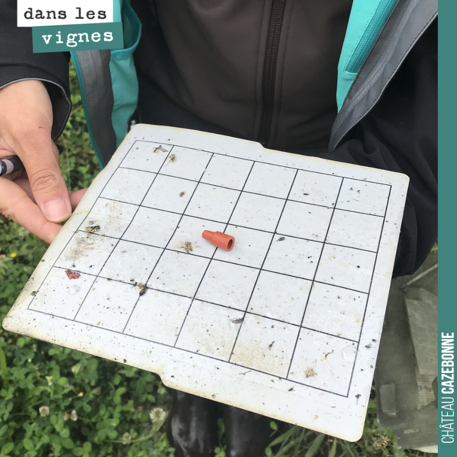 Comptage sur un piège à insecte des ravageurs de la vigne chez notre voisin Château Magence.
Cela permet de suivre et d’anticiper les éventuelles futures attaques. Pour l’instant, pas de menaces s...