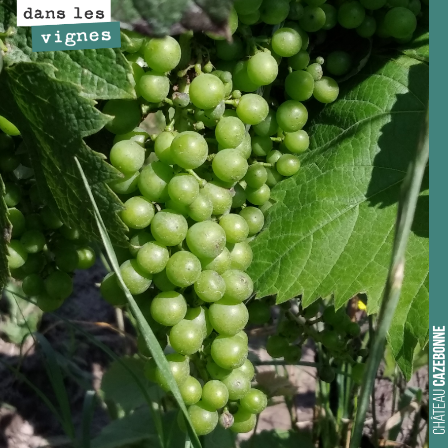 Fermeture de grappe sur nos merlots les plus précoces (ici sur les parcelles de Peyron).
Les vendanges ne traîneront pas cette année.