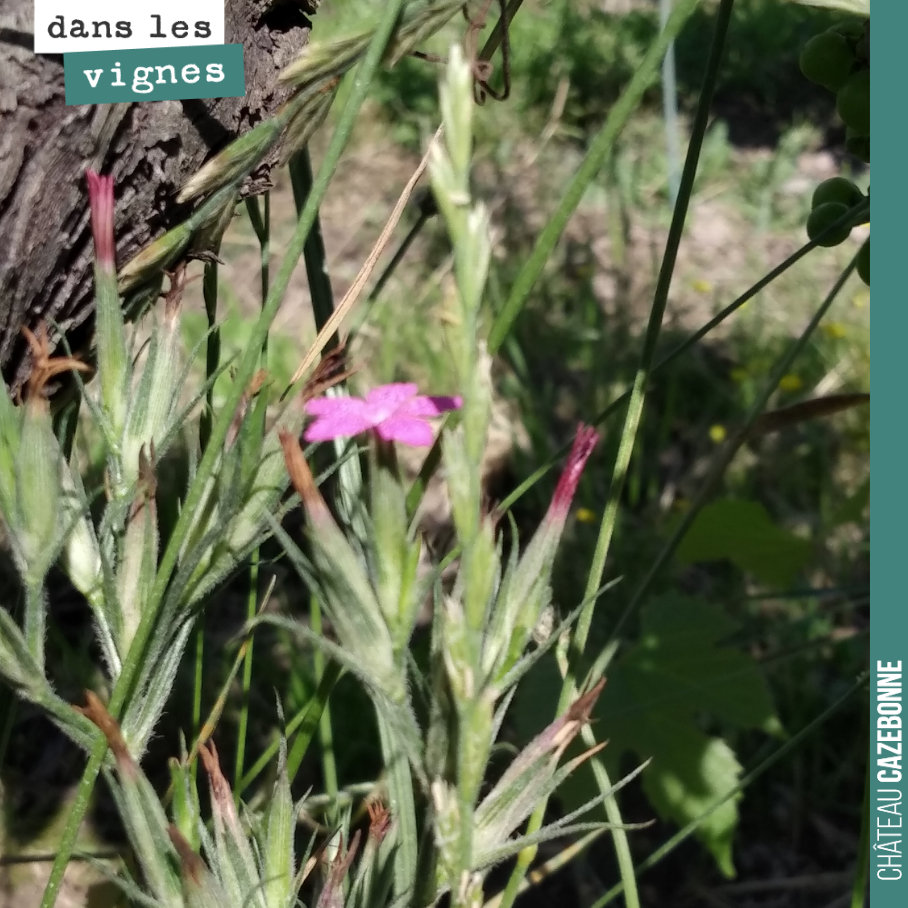 Un œillet armeria dans les vignes, bien calé contre un cep, et que nos outils de désherbage ont épargné.