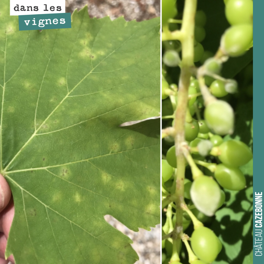Connaissez vous cette maladie de la vigne ?
Il s’agit de l’oidium. C’est l’un des fléaux qui peuvent mettre à mal une récolte. Il est généralement peu présent en Gironde, car il aime plus les clim...