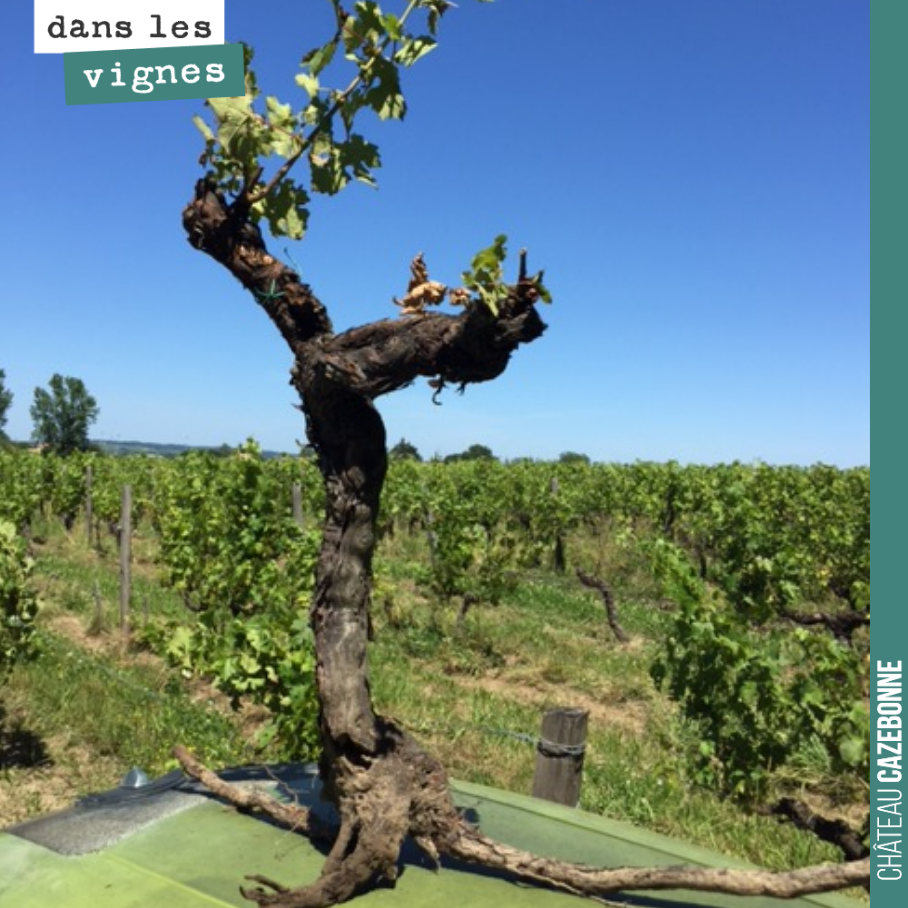 Dieu ait son âme !
Ce pied a construit sa racine pivotante en surface. Il n’a donc pas résisté au travail du sol que l’on fait sous le rang pour se débarrasser de l’herbe. Il est essentiel de bie...