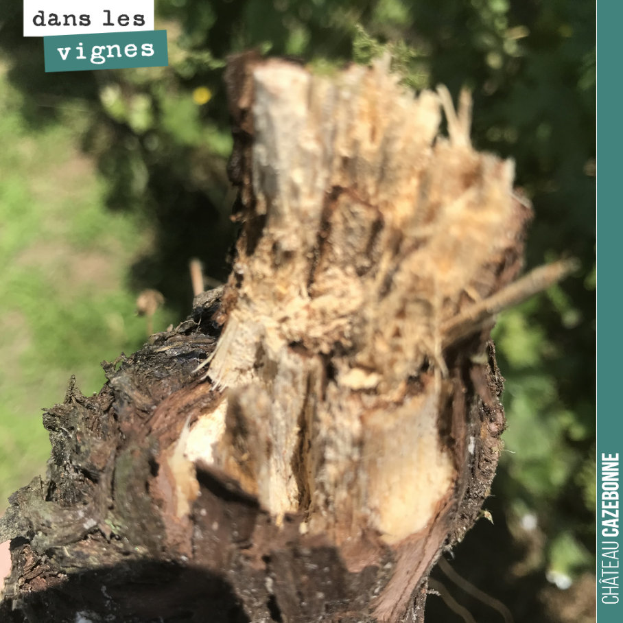 Un pied mort à cause de l’esca, ce fléau de nos vignobles.
Le cep est vermoulu, rongé par le champignon.
Mais il sent très bon, une bonne odeur de champignons, une odeur de cèpes.