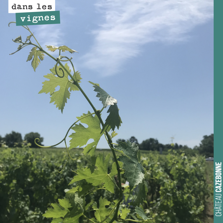 La vigne liane s’élance vers le ciel.