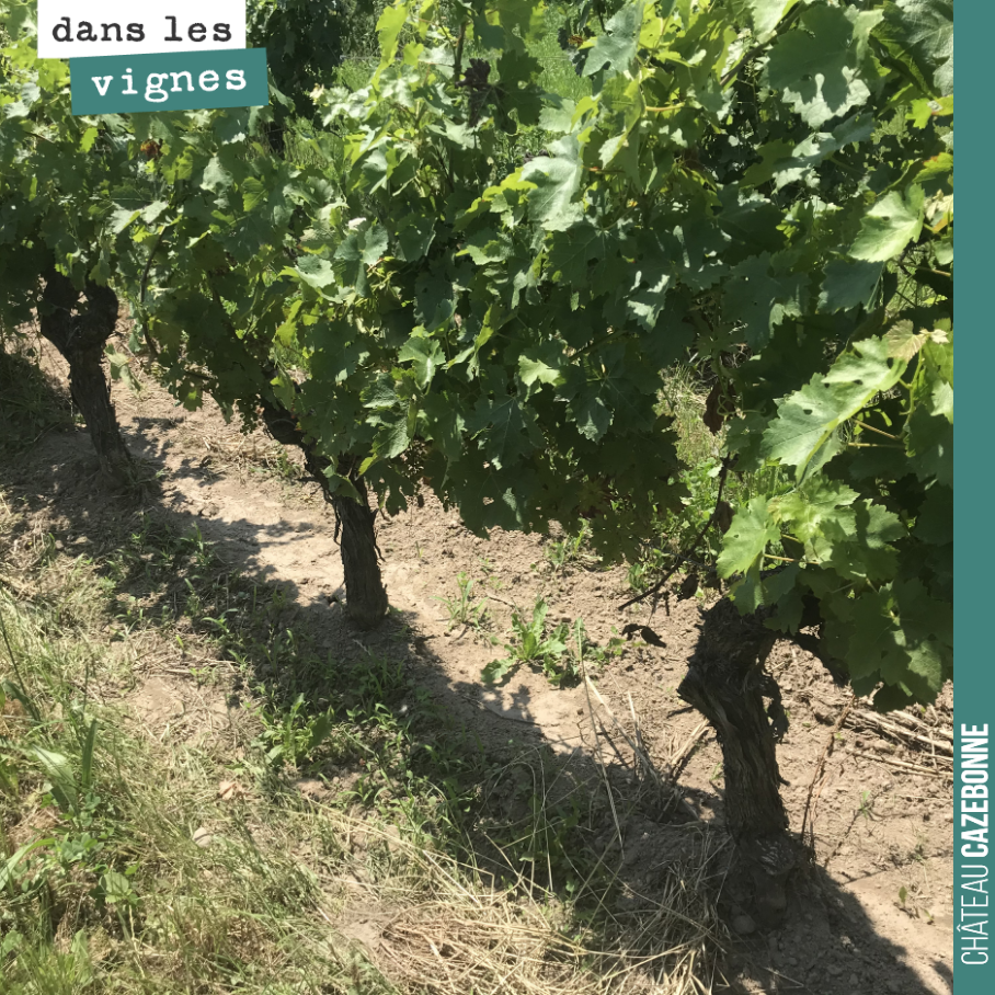 On vient à bout de l’herbe sous le rang, peu à peu.
C’est important pour limiter la concurrence, sur le besoin en azote notamment. Et du coup pour aider la vigne à développer son feuillage pour un...