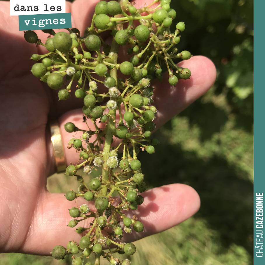 Rester vigilant jusqu’au bout. Mildiou sur grappe sur le cabernet sauvignon de notre parcelle des Cluchets.