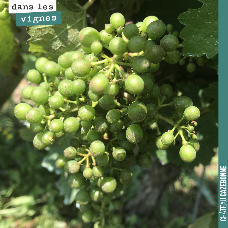 Les cabernet sauvignon grossissent, mais nous n’en sommes pas encore au stade de la fermeture de grappe.
En fin de semaine probablement.
