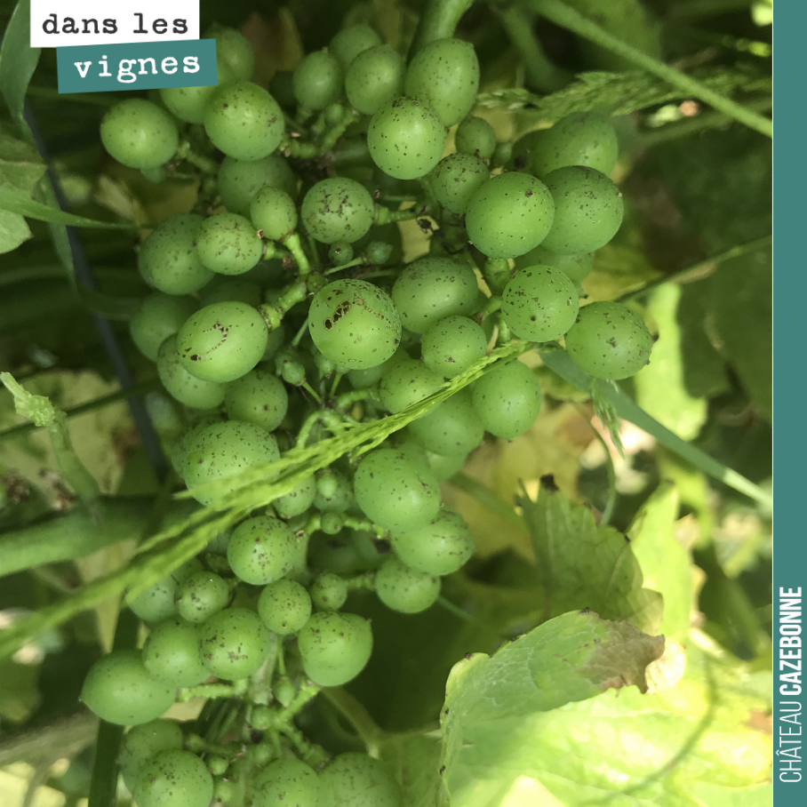 Les sauvignon gris grossissent. De nombreuses petites grappes qui nous promettent une belle petite cuvée sur la parcelle de Médecine.