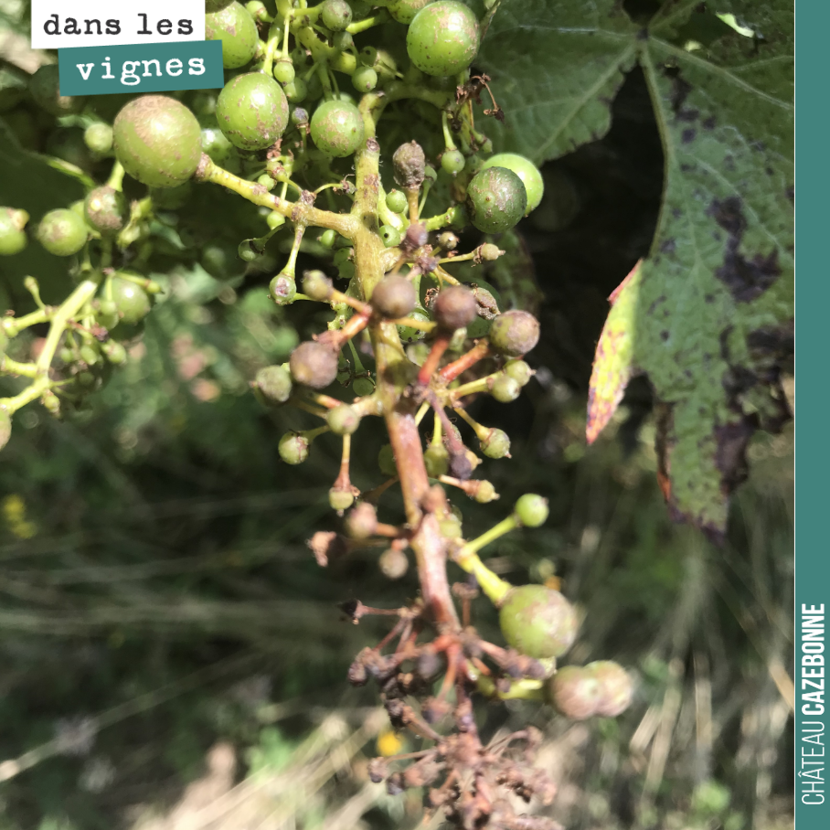Dans la famille des maladies de la vigne, je demande le rot brun.
Ce champignon dessèche la grappe.
Vigilance, vigilance. Heureusement peu de grappes touchées.