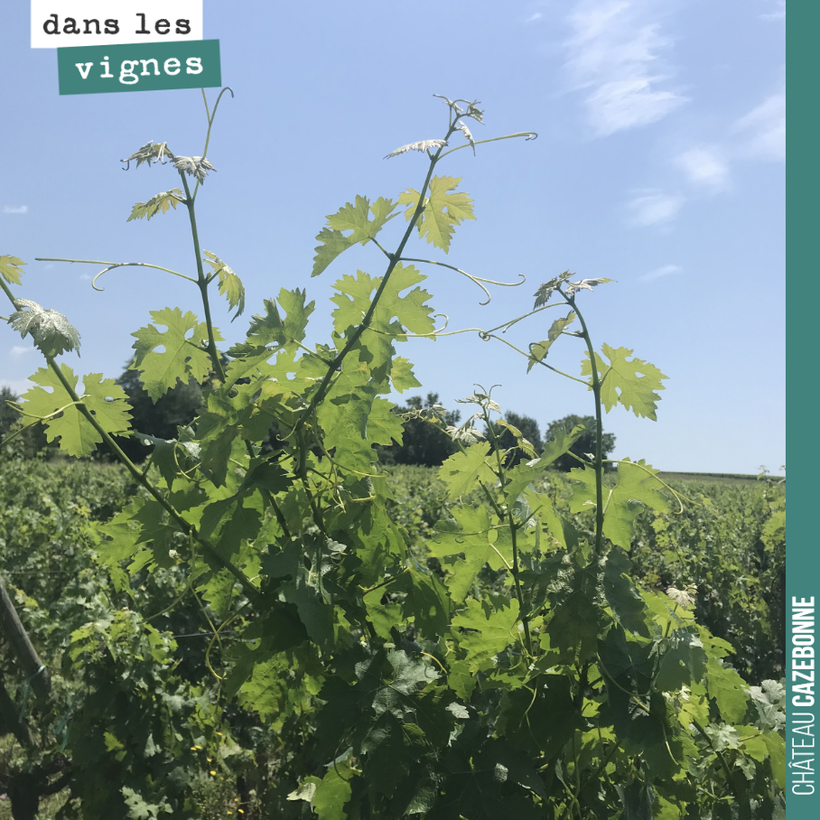 La vigne pousse. Il nous faut écimer pour éviter que le mildiou mosaïque ne se propage sur ces jeunes feuilles sensibles.