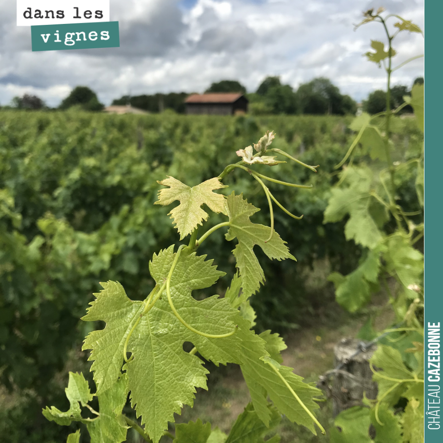 La vigne et ses vrilles est magnifique autour du plateau de Peyron cette année. Un plateau relativement épargné par la grêle et le mildiou, et qui devrait nous donner de beaux raisins à récolter. E...