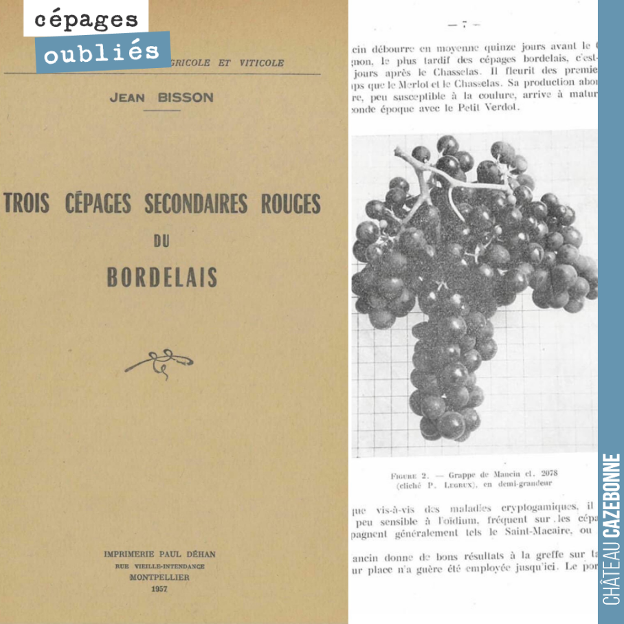 Cet ouvrage de 1957 vante les mérites des cépages accessoires bordelais, ces cépages qui étaient tolérés dans le décret d’appellation de 1936 mais qui ont été interdits depuis.
Ici présentation du...