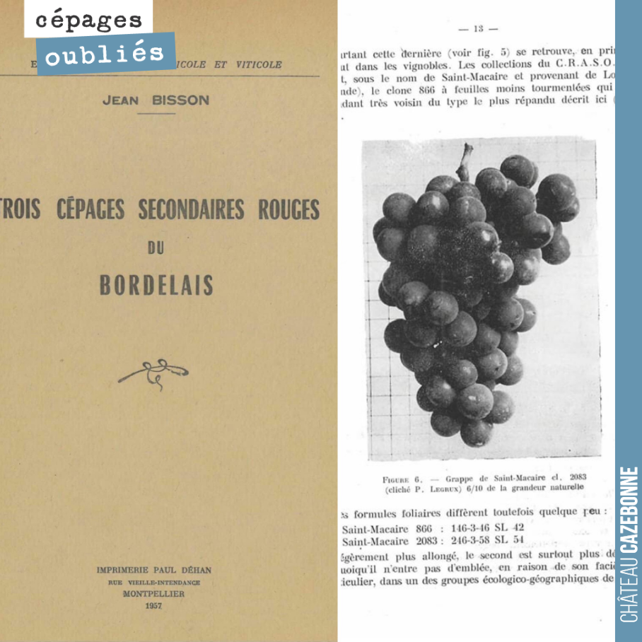 Le Saint-Macaire est un magnifique cépage bordelais injustement oublié.
Il a la fâcheuse tendance de trop produire avec de grosses grappes. La maturité n’était pas toujours au rendez vous, d’où c...