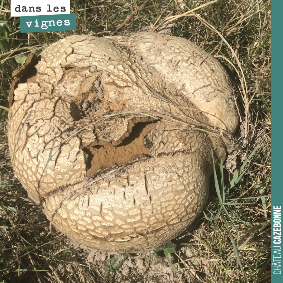 Énorme cette vesse de loup ! Plus de 25 centimètres et prêtes à exploser pour libérer les spores du champignon !