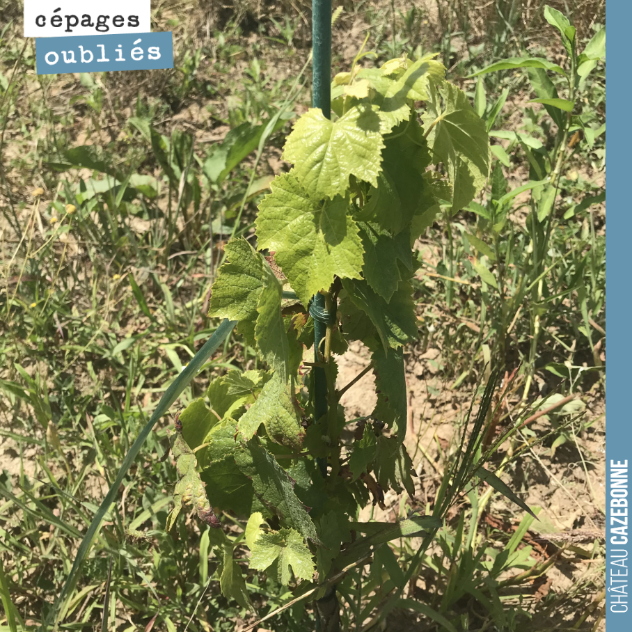 Plant de Bouchalès sur nos parcelles de Darche. Il devrait produire en 2022.
Le Bouchalès était très présent en Gironde au 19eme sous le nom de prolongeau (dans le blayais notamment) ou grappu dan...