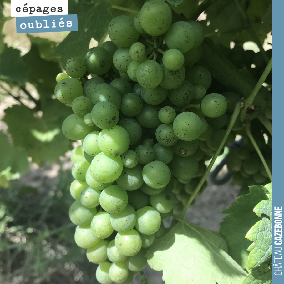 Fermeture de grappe sur le Castets. On a hâte de goûter nos premières grappes de cépages oubliés en septembre.