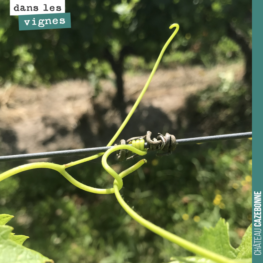 Magnifiques vrilles de la vigne.
Chaque fois que je les admire, cela me rappelle le recueil de nouvelles ´Les vrilles de la vigne ´ de Colette où elle évoque son amour pour la nature.