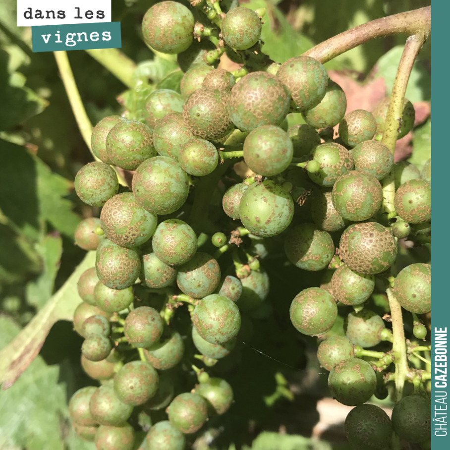 A certains endroits, les traitements au cuivre ont marbré le raisin.
Rien de grave, les grappes poursuivent leur croissance.