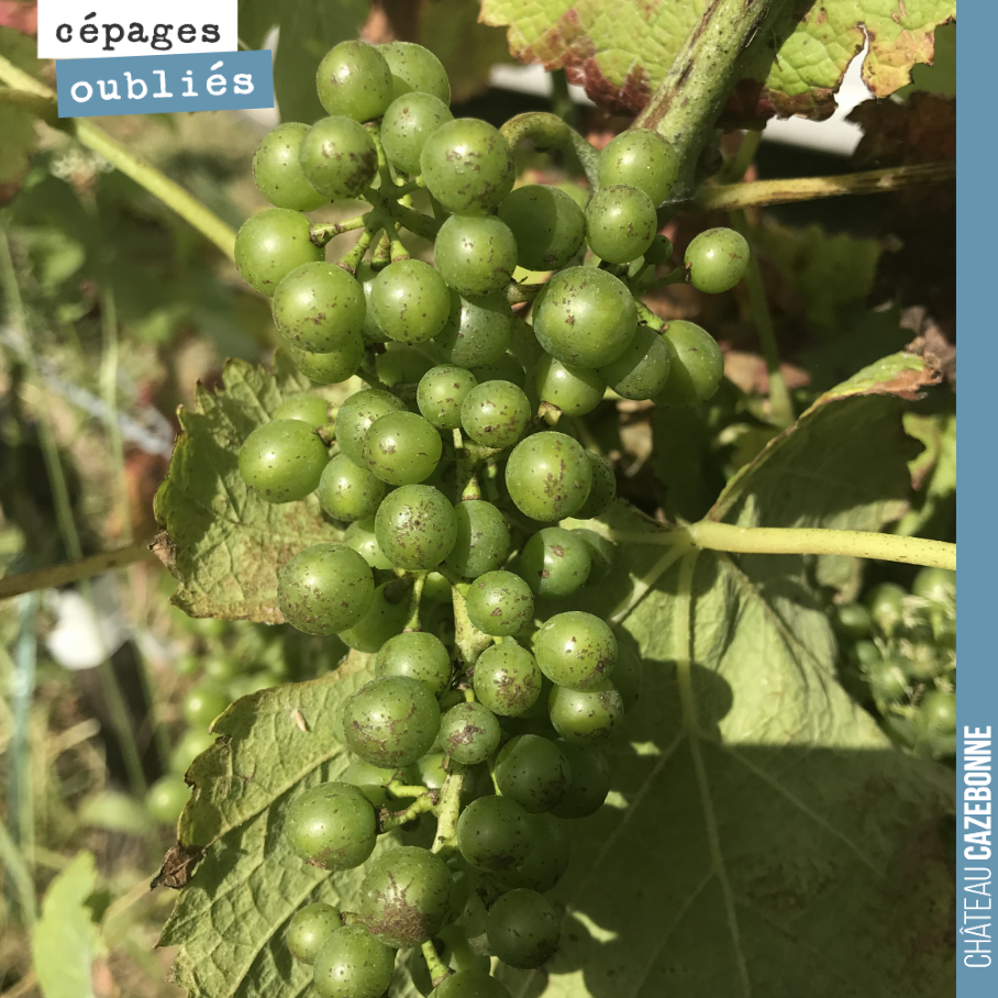 Une grappe de Mancin photographiée la semaine dernière.
Dernière ligne droite pour notre maigre première récolte de cépages oubliés de Bordeaux.