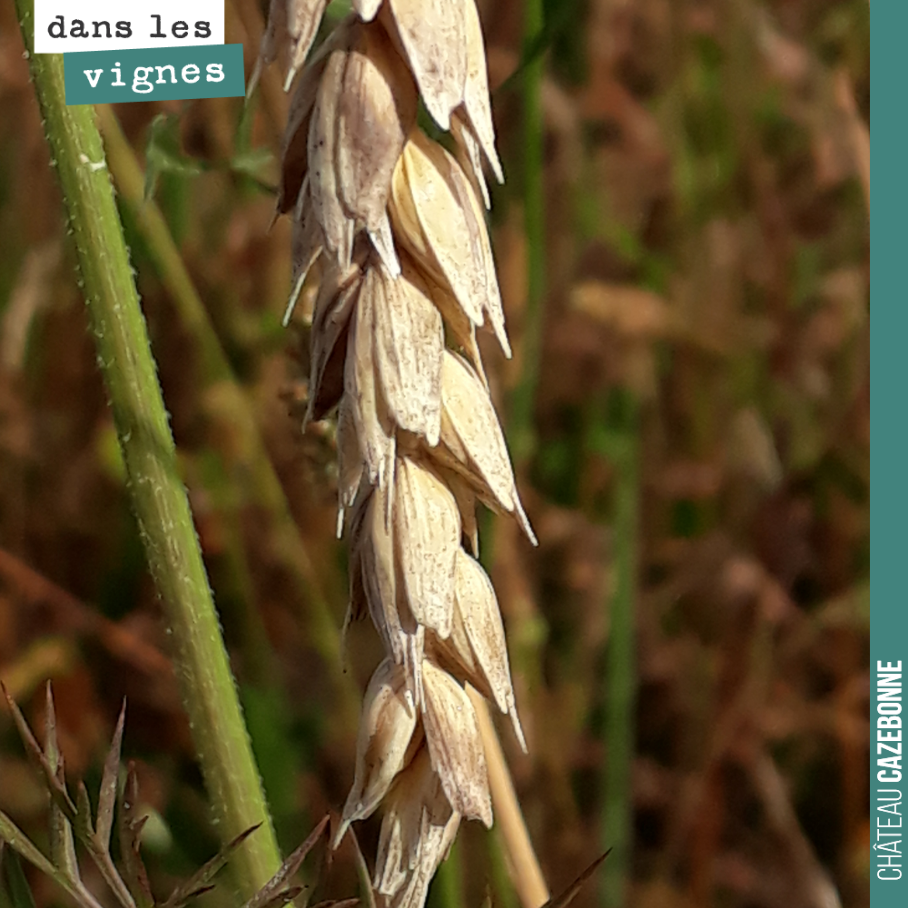Des variétés de blés anciens de Gironde, semées sur une parcelle en jachère en attendant nos futures plantations de cépages oubliés en 2021.