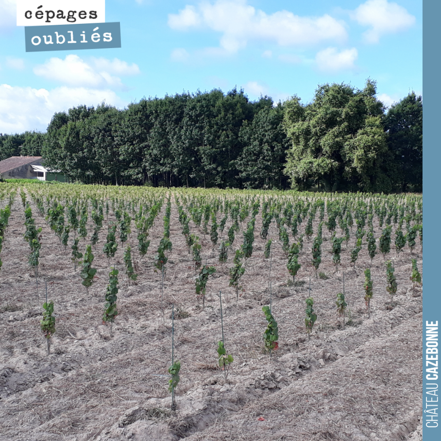 Nos plantations de cépages oubliés sont enfin nettoyées. C’est un travail titanesque d’entretenir une plante !
Maintenant, on attend avec impatience la pluie, car les plantes souffrent par ces tem...
