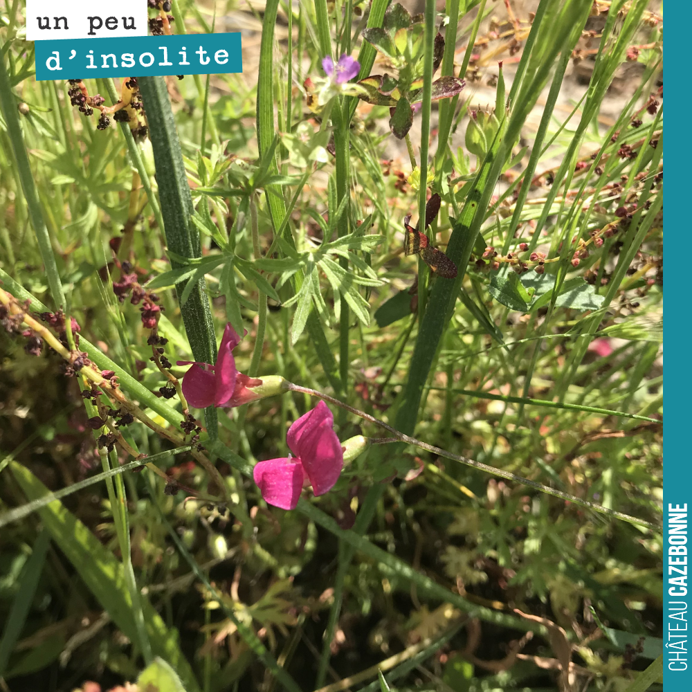 Toujours un bonheur de retrouver une orchidée dans nos vignes. L'absence d'herbicides semble leur plaire.