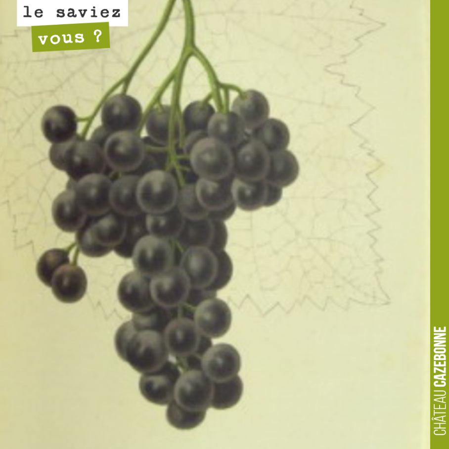 Les ampélographes nous ont non seulement laissés des ouvrages incontournables, mais ceux ci étaient souvent illustrés de très belles gravures.
Ici, représentation du Petit Verdot dans Le vignoble ...